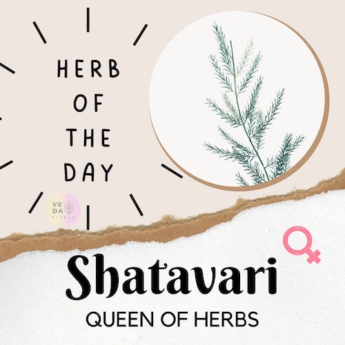 blog-shatavari-herb